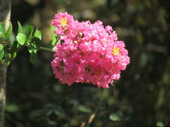 Lagerstroemia indica