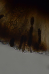 Tetramelas triphragmioides