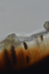 Tetramelas triphragmioides