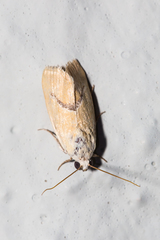 Ponometia venustula