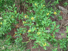 Galphimia glauca