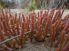 Salicornia natalensis