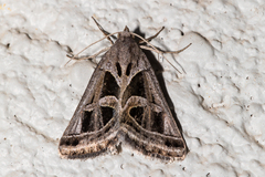 Callistege intercalaris