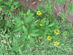 Galphimia glauca