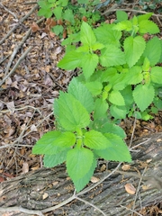 Hesperocnide tenella, photograph author not stated, no rights reserved