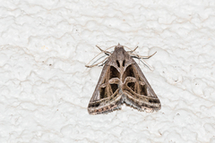 Callistege intercalaris