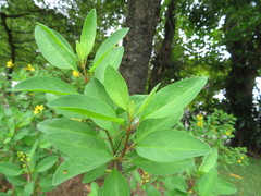 Galphimia glauca