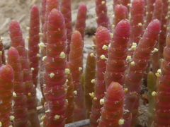 Salicornia natalensis
