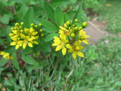 Galphimia glauca