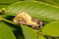 Chalcopasta fulgens