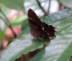 Saribia