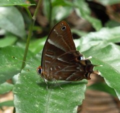 Saribia