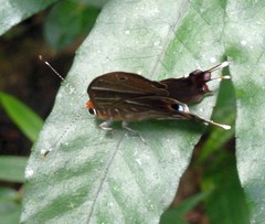 Saribia