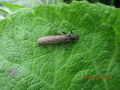 Perlodes microcephalus