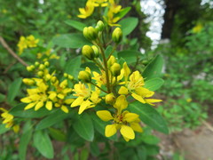 Galphimia glauca