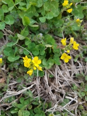 Paysonia lescurii