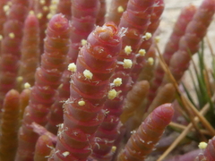 Salicornia natalensis