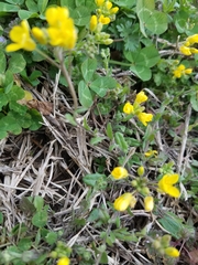 Paysonia lescurii