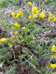 Paysonia lescurii