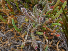 Salicornia natalensis