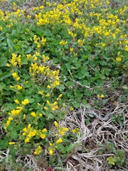 Paysonia lescurii
