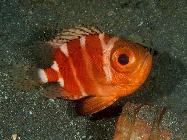 Japanese Bigeye