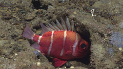 Japanese Bigeye photo 4