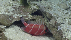 Japanese Bigeye photo 5