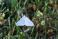 Lithostege farinata