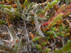 Salicornia natalensis