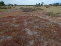Salicornia natalensis