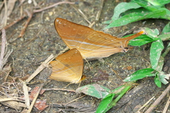 Marpesia corinna