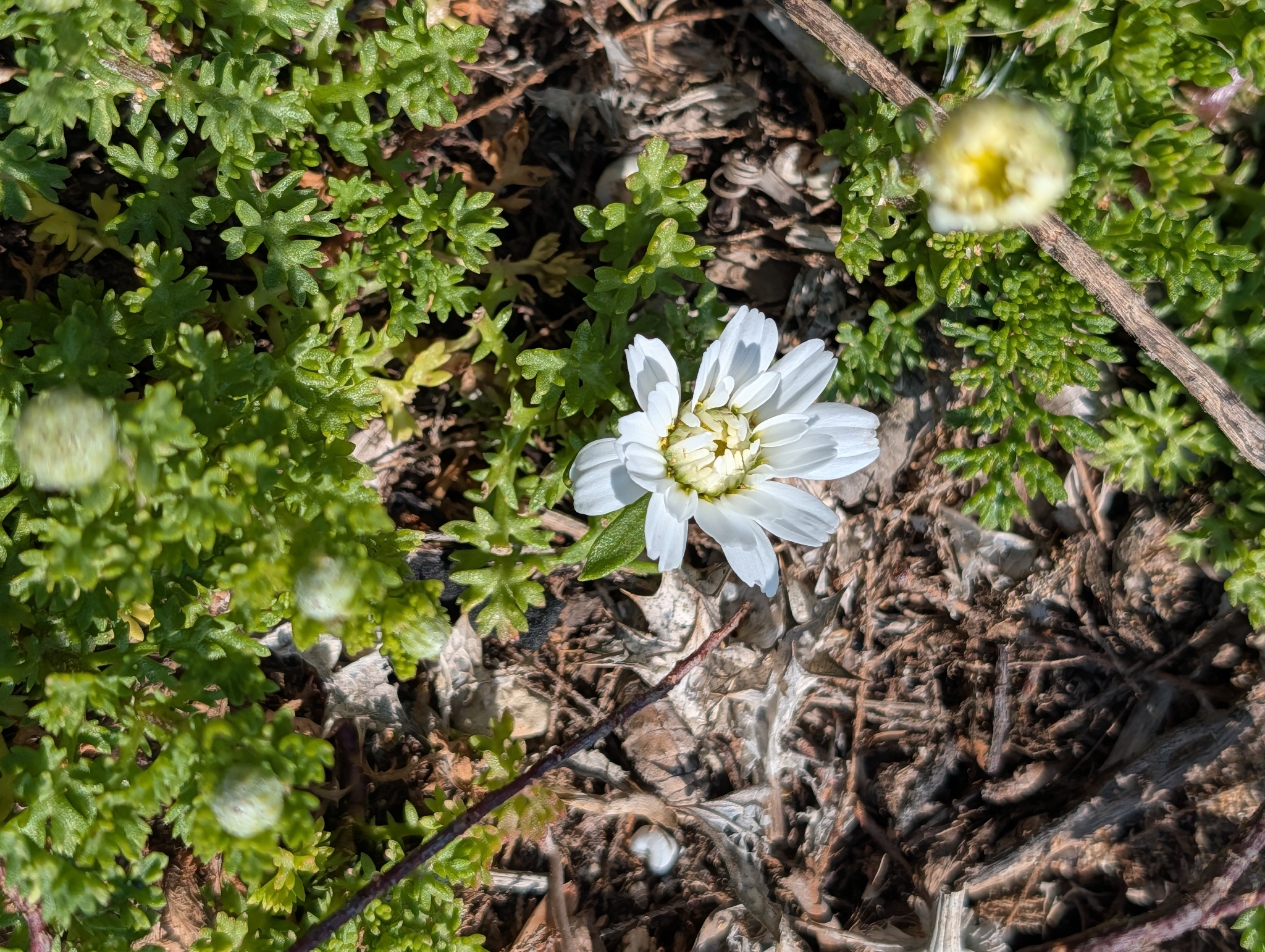 Chamomile (Anthemis maritima)