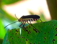 Dysdercus obscuratus