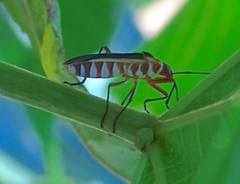 Dysdercus obscuratus