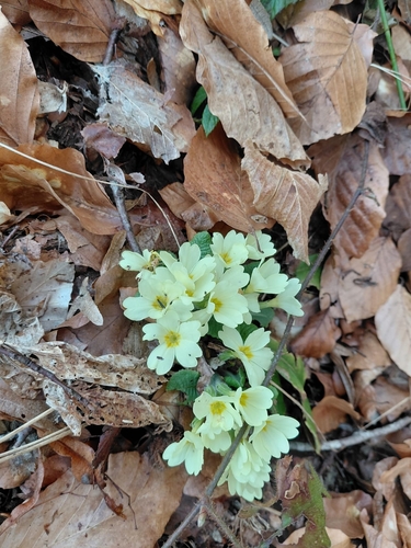 Primrose