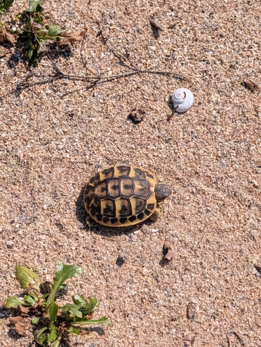 Testudo hermanni