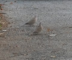Streptopelia decaocto
