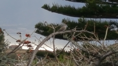 Streptopelia decaocto