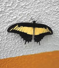 Heraclides androgeus