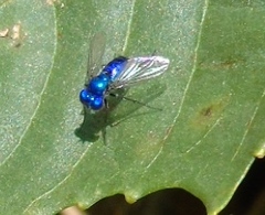 Condylostylus mundus