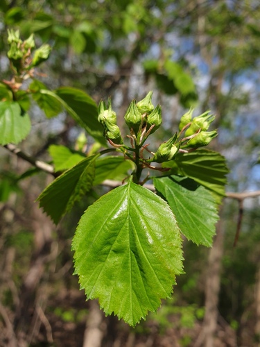 Caughnawaga hawthorn (Crataegus suborbiculata)