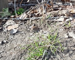 Clethrionomys glareolus