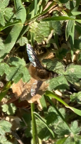Unknown species found near Catesby Ln, Williamsburg, VA, US
