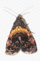 Tripudia balteata