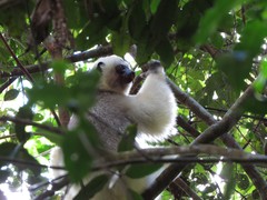 Propithecus candidus