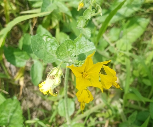 Peruvian tomato (Solanum peruvianum)