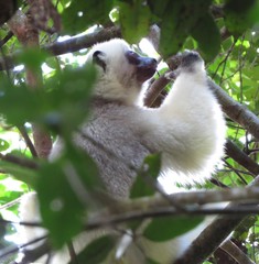 Propithecus candidus