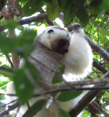 Propithecus candidus