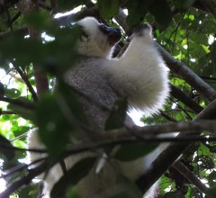 Propithecus candidus